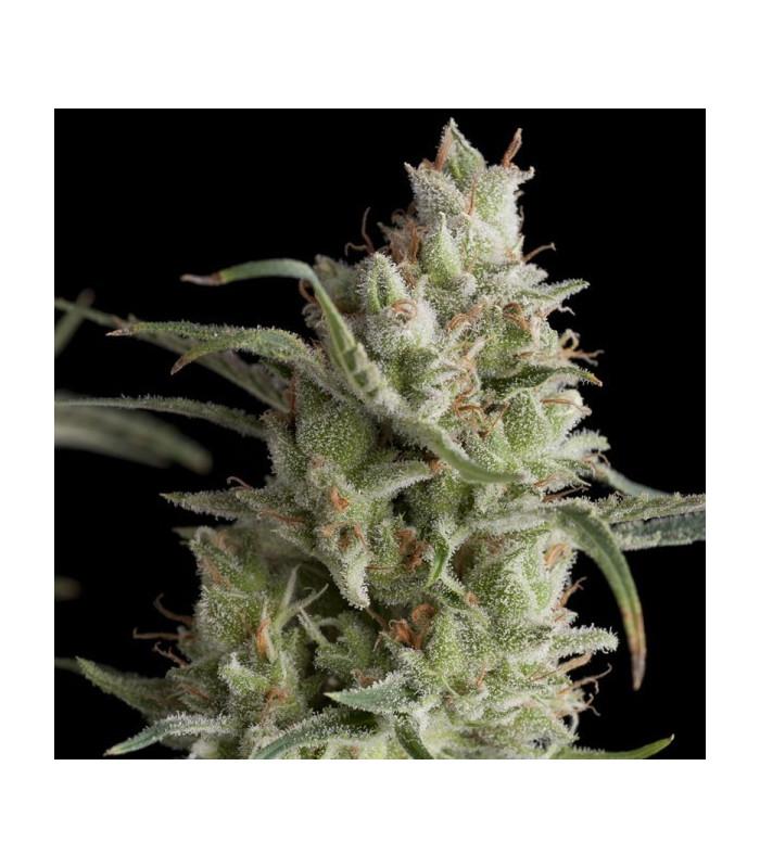 Super OG kush Pyramid Seeds σποράδικο gr