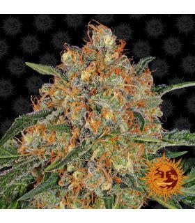 Orange Sherbet (Barney's Farm)