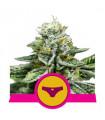 Sherbet Queen (Royal Queen Seeds)