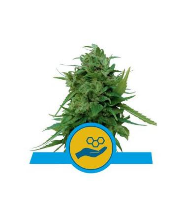 Solomatic CBD (Royal Queen Seeds)