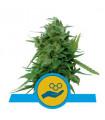 Solomatic CBD (Royal Queen Seeds)