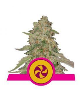 Sweet Zkittlez (Royal Queen Seeds)