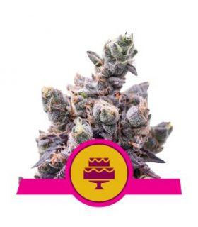 Wedding Gelato (Royal Queen Seeds)