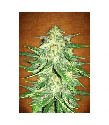Lemon AK (Fastbuds)