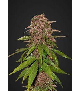 C4 (Fast Buds)