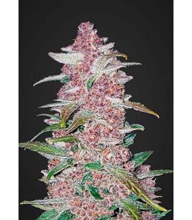 Blackberry (FastBuds)