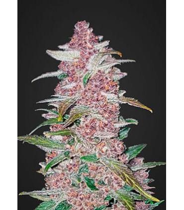 Blackberry (FastBuds)