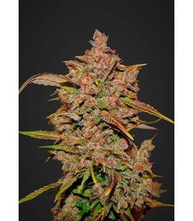 Crystal Meth (FastBuds)