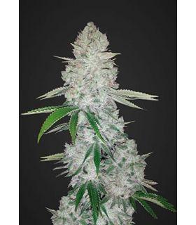 Gorilla Glue Auto (FastBuds)