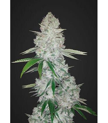 Gorilla Glue Auto (FastBuds)