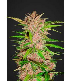 Fastberry (FastBuds)