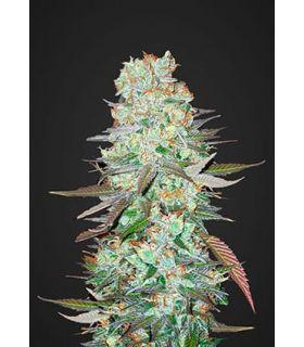 G14 (FastBuds)