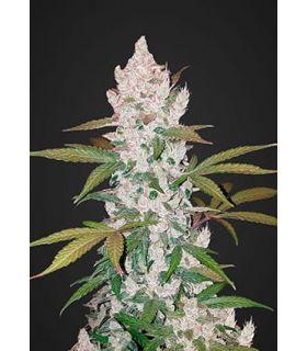 Girl Scout Cookies (FastBuds)