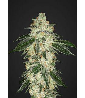 Greek Crack (FastBuds)