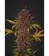 LSD-25 (FastBuds)