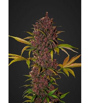 LSD-25 (FastBuds)
