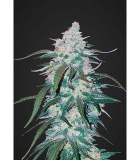 Pineapple Express (FastBuds)