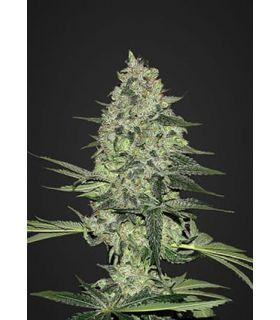 Rhino Ryder (FastBuds)