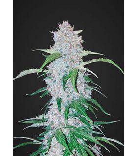 Six Shooter (FastBuds)