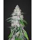 West Coast O.G. (FastBuds)