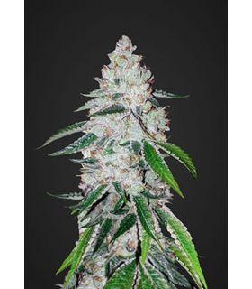 West Coast O.G. (FastBuds)