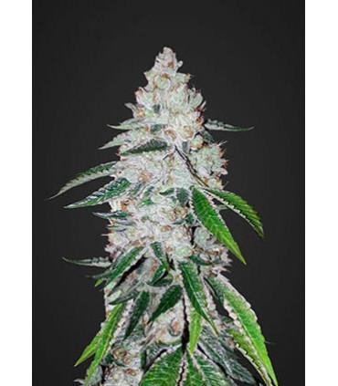 West Coast O.G. (FastBuds)