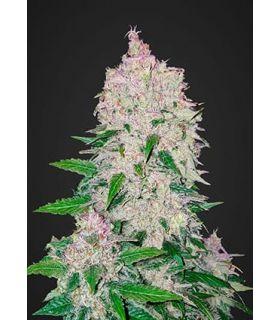 StarDawg (FastBuds)