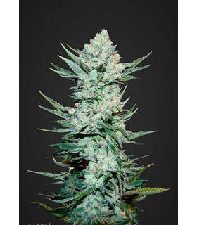 Tangie' matic (FastBuds)