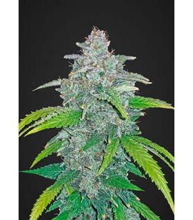 Blue Dream´matic (Fastbuds)
