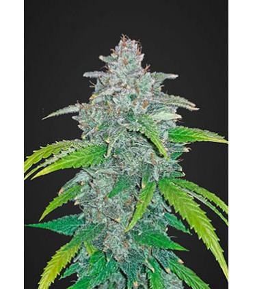 Blue Dream´matic (Fastbuds)