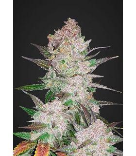 Cream Cookies (FastBuds)