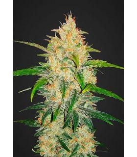 Zkittlez Auto (Fastbuds)
