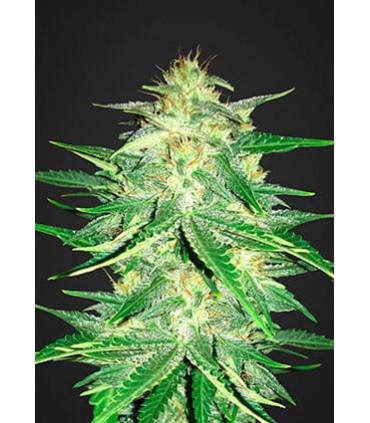 Lemon AK (Fastbuds)