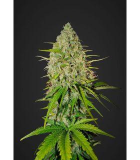 Grapefruit (Fasbuds)