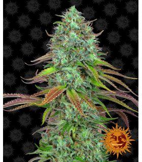 LSD Auto (Barney's Farm)