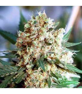 Northern Lights Auto