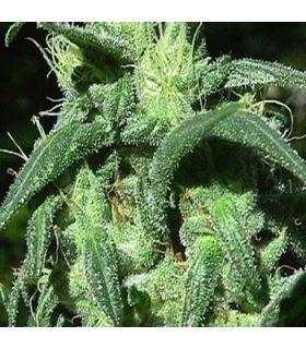 Sterling Haze