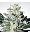 Sensi Star (Paradise Seeds)