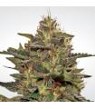 Original Cheese IBL (Paradise Seeds)