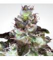 Original White Widow IBL (Paradise Seeds)