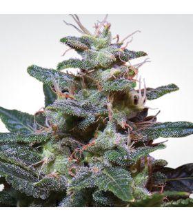 Sweet Purple (Paradise Seeds)