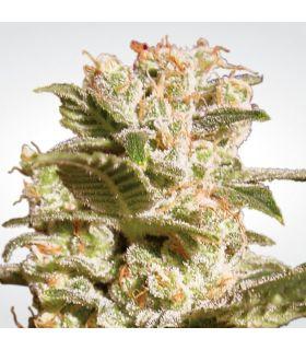Belladona (Paradise Seeds)