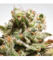 Dutch Dragon (Paradise Seeds)