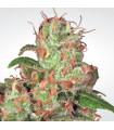 Auto Acid (Paradise Seeds)
