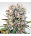 Wappa (Paradise Seeds)