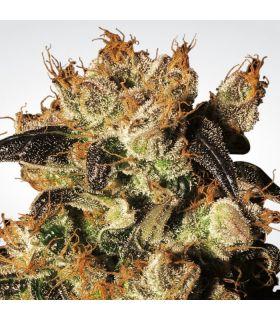 White Berry (Paradise Seeds)
