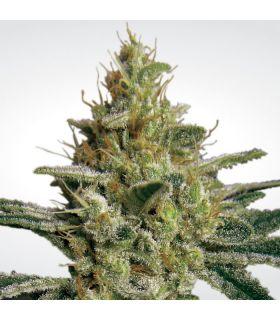 Allkush (Paradise Seeds)