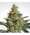 Allkush (Paradise Seeds)
