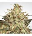Atomical Haze (Paradise Seeds)