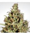 Delahaze (Paradise Seeds)